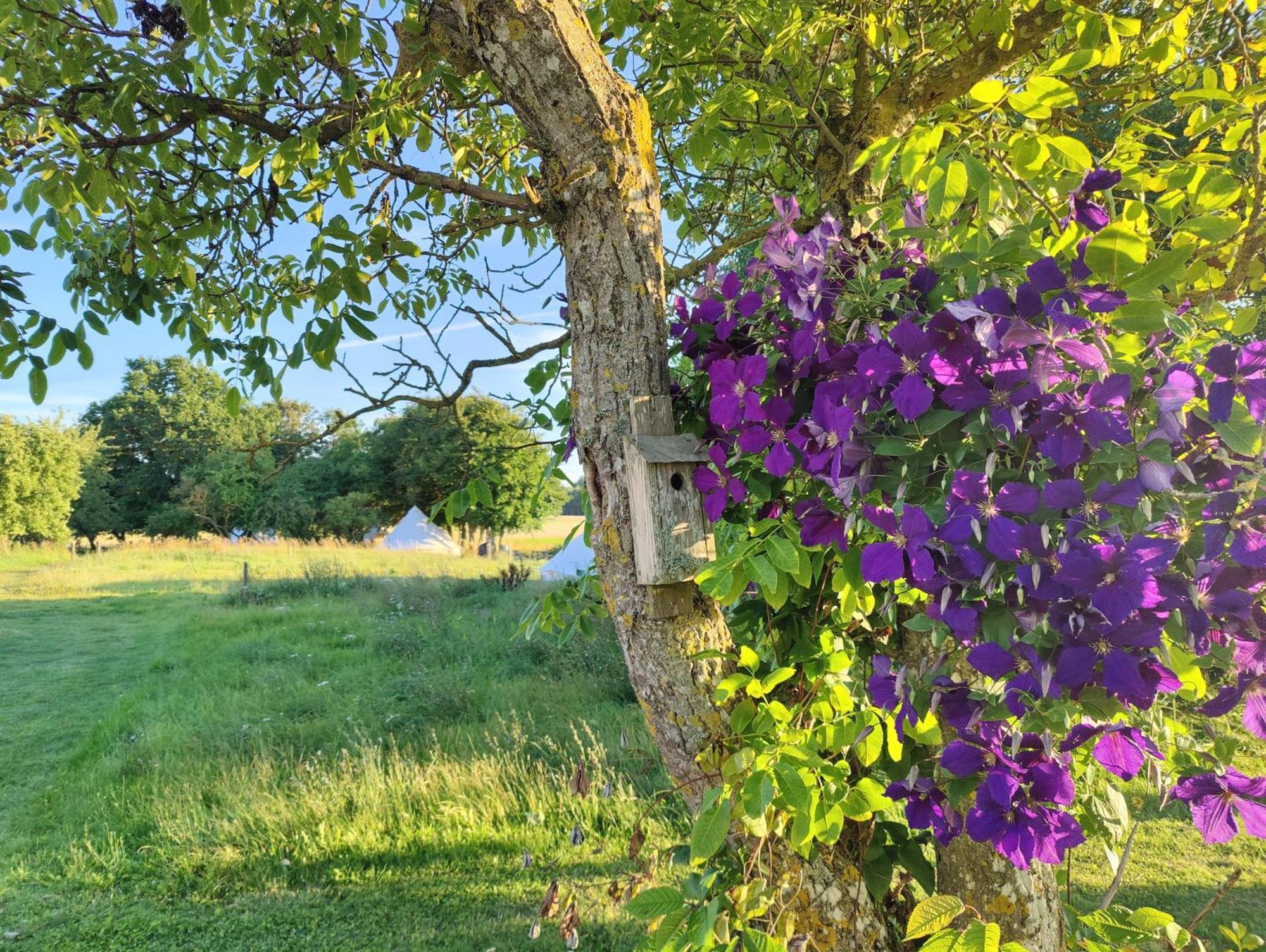Under Canvas Bornholm Ostermarie エクステリア 写真